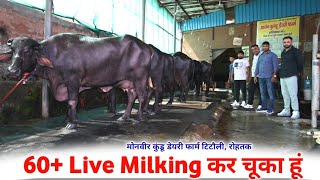 मोनवीर कुंडू डेयरी फार्म टिटौली, रोहतक || अब तक 60+ Live Milking कर चूका हूं