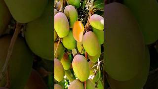 asmr sweet apple mango 😋 #shorts #mango #fruits