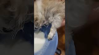 pomeranian puppy drinking milk on her own first time