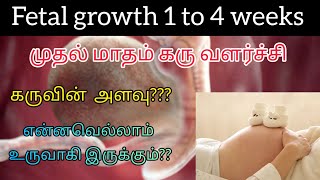 கரு வளர்ச்சி முதல் மாதம் | baby development 1st month during pregnancy #babygrowth #கருவளர்ச்சி