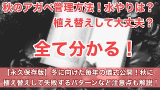 第73話　秋はアガベの成長期！！アガベ育成歴10年 以上！毎年の秋の行事とは？秋の育成ポイントも解説！