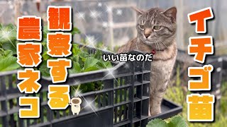 【4/20】農家ネコのお仕事🐈‍⬛【農園生活ダイジェスト】