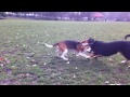 alfie the entlebucher mountain dog plays with his friend the beagle