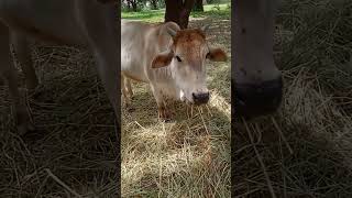 Cow enjoying dry fodder#shorts#