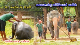 Cute Baby Elephant | මට නාන්න බැරියො