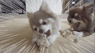 Dog toy【犬のおもちゃ】100均のロープを使って簡単手作り歯磨きロープ