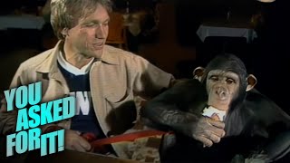 Chimpanzees Using American Sign Language | You Asked For It