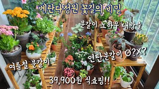 베란다정원 꽃길의 비밀, 39,900원 식물 쇼핑, 여름철분갈이 연탄분갈이, 분갈이 노하우