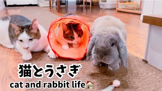 遠慮してウサギにおもちゃを譲る猫！ちゅーるトンネルで一緒に遊ぶ❤️猫とうさぎ生活🏠