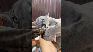 Who is stronger?! The Battle of the fists #animals #braige #cat #shorts