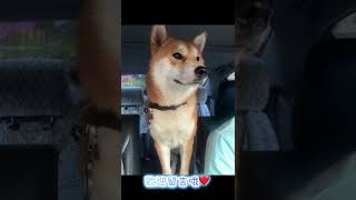 超可愛的阿虎#柴犬 #可愛動物 #狗狗 #日常 #柴犬阿虎