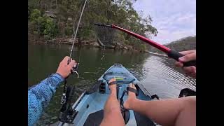 Berowra Waters Breaming - Cranking rock walls