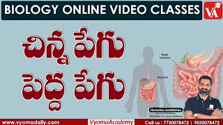 చిన్న పేగు - పెద్ద పేగు | Small \u0026 Large Intestine | Prasanna Harikrishna Sir | Vyoma Academy