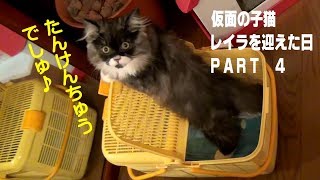 子猫の探検 ラガマフィンのこねこレイラが来た日PART4