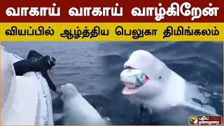 வாகாய் வாகாய் வாழ்கிறேன்.. வியப்பில் ஆழ்த்திய பெலுகா திமிங்கலம் | PTD