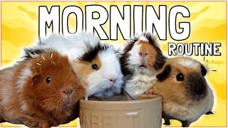 Feel Good Morning Care Routine for Four Guinea Pigs!
