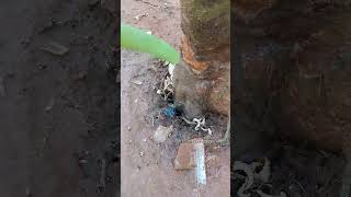 ഒരിക്കലും വെള്ളം നിറയാത്ത കുഴി | Mirracle tree | not full filling tree roots! #mirracle #roots