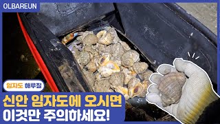 [#vlog 41] 🐚살짝 위험한(?) 신안 임자도 해루질! 소라도 많은데 게까지 ??