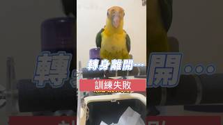 訓練就是這樣 ，鳥寶常常轉身離開 哭 #訓鳥教室 #凱克鸚鵡  #鸚鵡