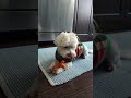 lucky the maltese cute dog live