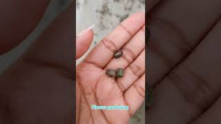 Hibiscus plant seeds