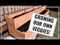 Growing Our Own Veggies! | DIY Raised Vegetable Garden Growing Our Own Veggies! | DIY Raised Vegetable Garden