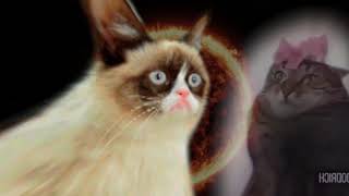 Prophecy Cat Is True 2. The Sequel.