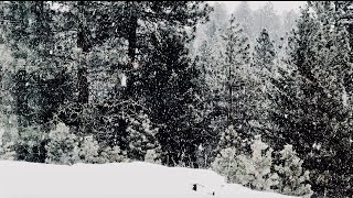 The Serenity of a Snowstorm:Blanketed in Bliss: