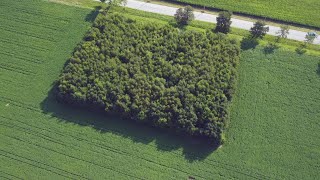 La semaine verte | Des microforêts en ville