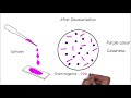 Gram's Staining