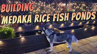 Medaka Rice Fish UK Pond Build from Wooden Garden Planters