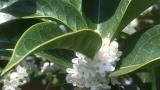 은목서= 잎이 밋밋하다. 톱니가 거의 없다. Osmanthus fragrans var. latifolius