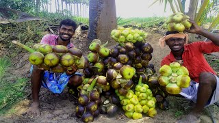 Fresh Toddy Palam Fruit Juice | Palmyra Fruit Juice | Asian Palmyra palm juice | village style cook