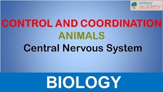 Central Nervous System - Control and Coordination in Animals -  (Biology Class 10)