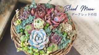 『Blood Moon』ダークレッドの月　多肉植物　多肉寄せ植え