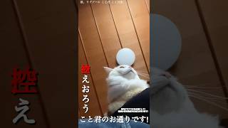 猫。控えおろう！こと君のお通りです！#shorts