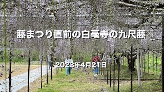 藤まつり直前の白毫寺の九尺藤