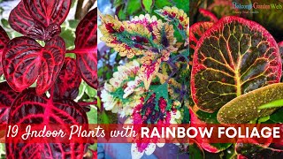 19 Indoor Plants with Rainbow Foliage | Colorful Leaves Houseplants #indoorplants #houseplants