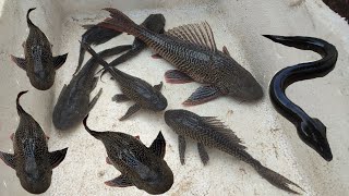 Unbelievable Catching Fancy Axolotls, White Carp, Ranchu Fish, PingPong Pearlscale Goldfish, Koi