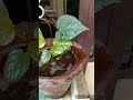 betel leaf betel leaf plant at home entrance gives positive energy