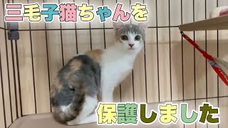 生後約4ヶ月のパステル三毛ちゃんがやって来た【Rescued cats】