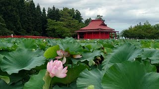 2023年8月17日 猿賀公園の蓮の花 状況【青森県平川市】