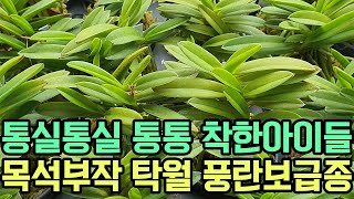 통실통실 통통 두엽풍란 목석부작 탁월 초심자용 선물용 착한아이들 보급종 (풍란부귀란) [꽃밭에서 난원]난테크 재테크 식테크 초특가 춘란 orchid 반려식물 풍란입문 정원 도시농부