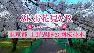 8Kお花見VR「東京都・上野恩賜公園の桜並木」ウェザーニュース／sakura VR