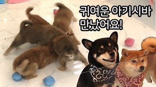 아기 시바 패거리에게 공격당했어요 / 시바견의 위험성 / 곰이탱이  shiba inu