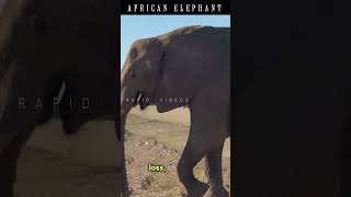 AFRICAN ANIMALS I AFRICAN ELEPHANT I RAPID VIDEOS