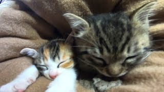 挟まった子猫のキラミコちゃんが仲良くお昼寝中【赤ちゃん猫】【保護猫】