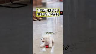 간식로봇 보자마자 비숑타임 온 댕댕이 #귀여운강아지 #재밌는영상 #롤라펫팔 #doglover