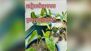 របៀបដាំប្រទាលគ្រងទ្រព្យងាយៗ