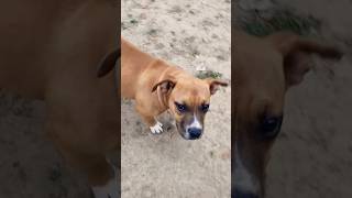 bully🐶🐶😥😥#dog #doglover #viralvideo #bully #ytshorts #youtubeshorts